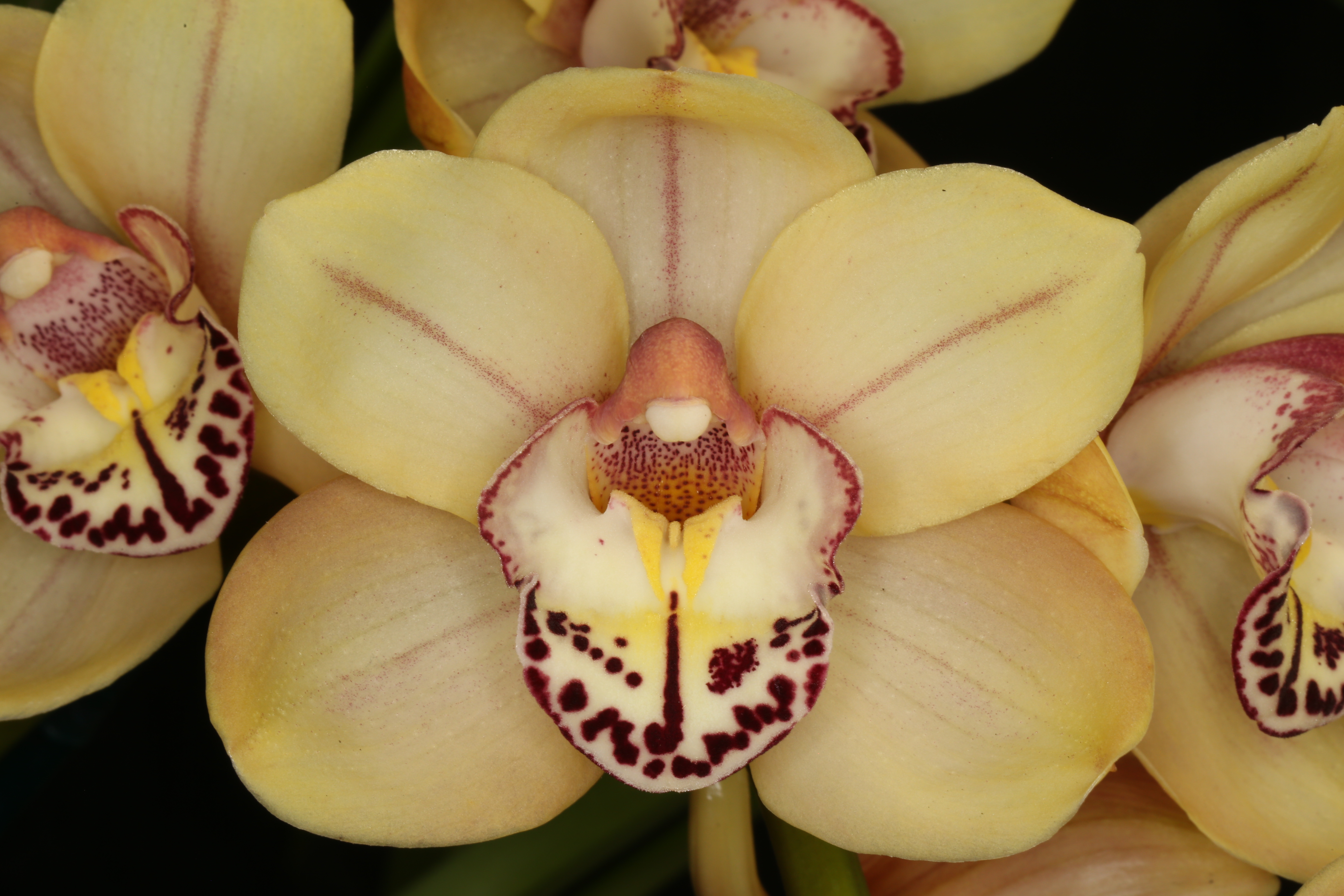 orchid picture
